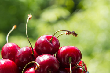 juicy handfull of strawberries on the background of nature