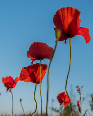 red poppies against the sky