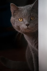 Gray British cat peeks out from behind the wall