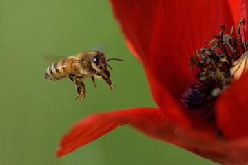 Ape in volo © fabiosa_93