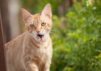 Fototapeta na wymiar The red cat yawns. May 2018, Protaras, Cyprus