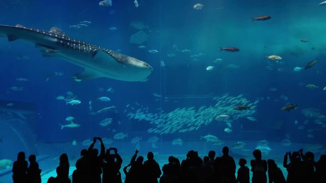 Large Tank a lot of fish underwater and shark whale swim in aquarium,Okinawa