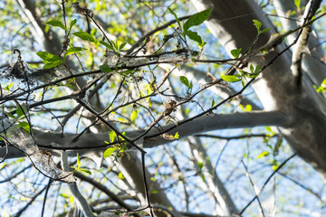 invasion of moths to tree