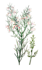 Fototapeta premium Illustration of plant
