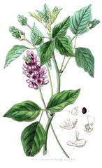 Illustration of plant