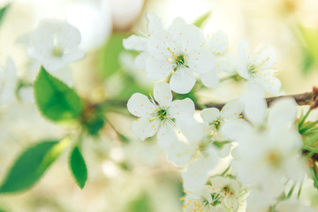 Spring branches of blossoming tree. Cherry tree in white flowers. Blurring background.