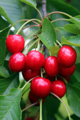 Obraz premium Rote Kirschen