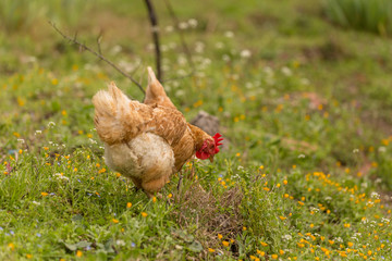 free range chichen in a meadow spring time