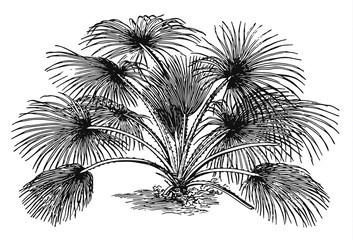 Livistona Palm - Livistona humilis #vector #isolated - Palme