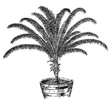 Palm - Attalea Maripa - Maximiliana regia #vector #isolated - Palme