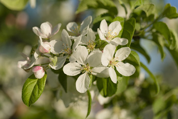 beautiful tree an Apple tree in flower on the green grass with the sun