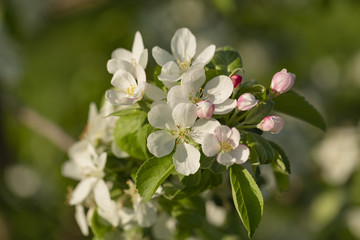 beautiful tree an Apple tree in flower on the green grass with the sun