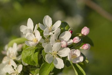 Obraz premium beautiful tree an Apple tree in flower on the green grass with the sun