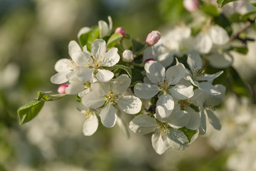 beautiful tree an Apple tree in flower on the green grass with the sun