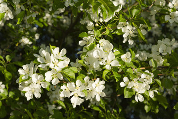 Fototapeta premium beautiful tree an Apple tree in flower on the green grass with the sun