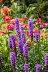 Liatris spicata flowers in the summer garden