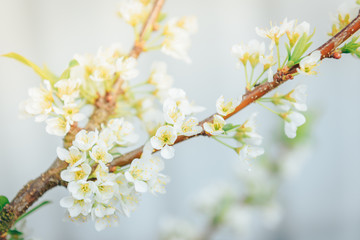 Spring branches of blossoming tree. Cherry tree in white flowers. Blurring background.