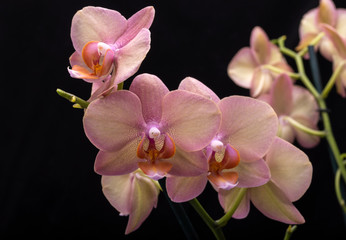 Fototapeta na wymiar Pastel orchid flower isolated on black background