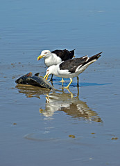 2 Möwen fressen einen Fisch