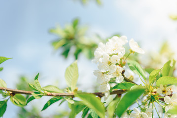Spring branches of blossoming tree. Cherry tree in white flowers. Blurring background.