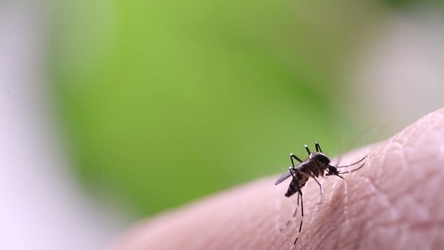 Aedes aegypti Mosquito. Close up a Mosquito sucking human blood,