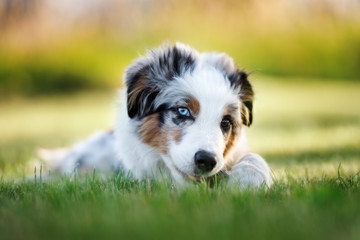 mini aussie puppy lying down and biting a stick