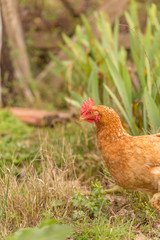 free range chichen in a meadow spring time