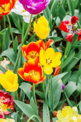 Naklejka premium Closeup of group orange and yellow tulips in hitachi seaside park.JPG