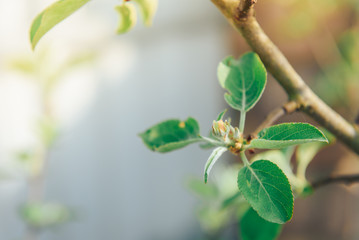 Apple blossom on an apple tree in garden with sun shining behind. Spring apple blooming branches.