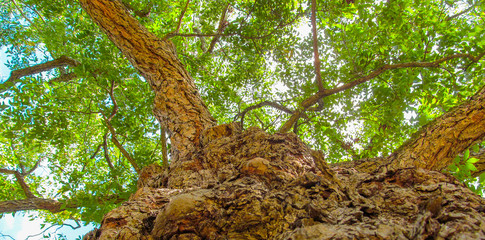 Big old pecan tree - hickory (Carya illinoinensis).
Perspective view up of so-called American walnut tree with branches and green foliage in early autumn. Pecan - official symbol of Texas.