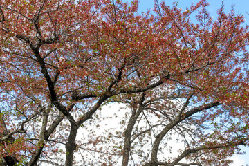 Close up of white and orange sakura flower tree in Japan