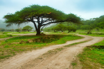 Oman Salalah green Nature  