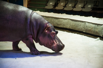 Hippopotamus in the circus