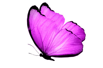 Fototapeta premium fioletowy motyl na białym tle