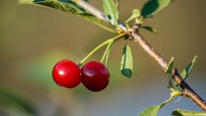 Closeup of cherries hanging on a cherry tree branch