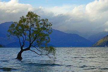 Panele Szklane  najsłynniejsze drzewo w Nowej Zelandii w Wanaka