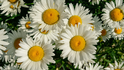 Obraz premium Close-up of beautiful daisy flowers
