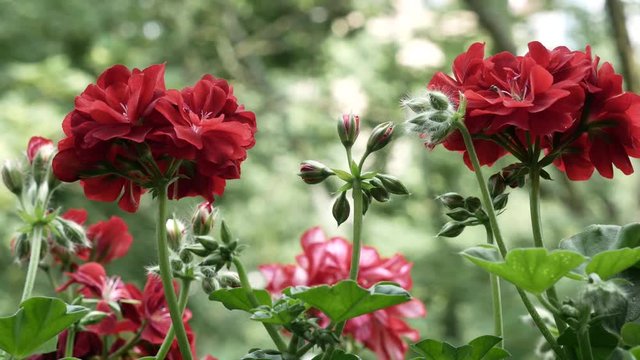 Video blooming begonias (Pelargonium) 