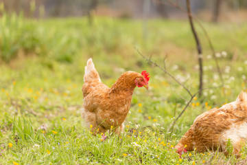 free range chicken  hens in a meadow spring time