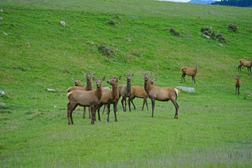 Damwild in Neuseeland