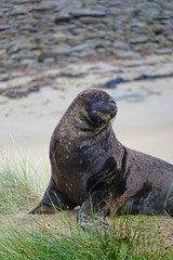 Fototapeta premium Seelöwe in Neuseeland