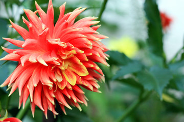 Dahlia flower in the garden