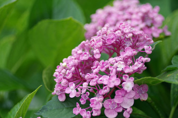 Obraz premium 紫陽花