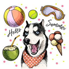 Vector portrait of Siberian husky dog. Hello summer cartoon illustration. Coconut cocktail, balls, ice cream. Hand drawn pet portait. Poster, t-shirt print, holiday celebration, postcard, summertime © logaryphmic