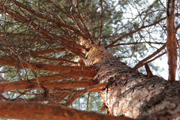 tree, nature, forest,