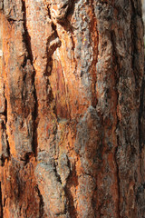 Obraz premium tree, bark, texture