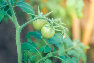 Green tomatoes growing on a branch in greenhouse.