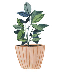 Plant in pot  isolated
