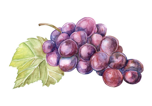 Bunch of red grapes watercolor illustration