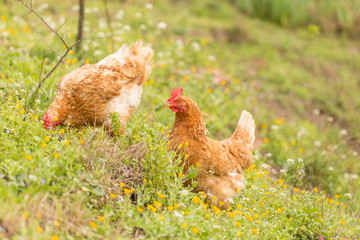 free range chicken  hens in a meadow spring time